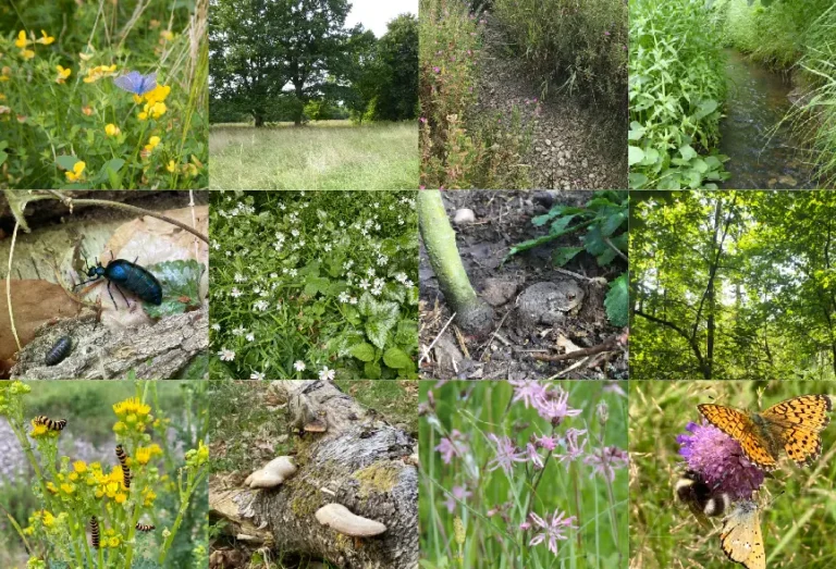 Biodiversitet i Kagså